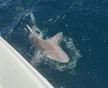 add-shark-scaled