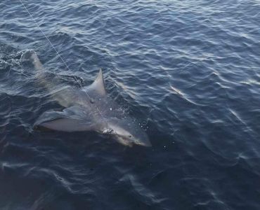 shark-pg-3