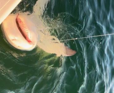 shark-pg-5