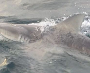 shark-pg